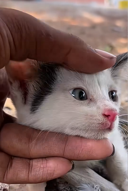 C0210027_lost cat was hiding in hole was luckily rescued #animal #re…_part2