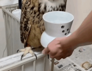 C2610026_girl saved an injured owl, then…#fyp #animals #rescued_part2