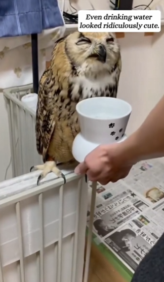 C2610026_girl saved an injured owl, then…#fyp #animals #rescued_part2