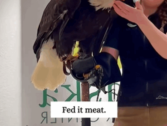 C2610027_rescued bald eagle. Unexpectedly it…#fyp #animals #rescued_part2