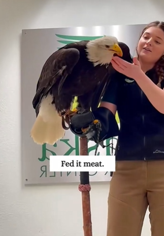 C2610027_rescued bald eagle. Unexpectedly it…#fyp #animals #rescued_part2