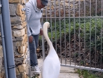 C2610028_man rescues swan stuck around its neck, then…#fyp_part2