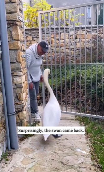 C2610028_man rescues swan stuck around its neck, then…#fyp_part2