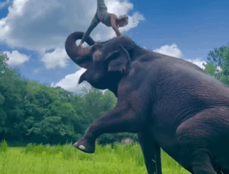 C2610029_Found an outcast elephant who turned out to be master painter #fyp_part2