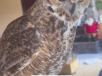 C2610030_An uncle rescues an injured owl, but owl bonded his niece……_part2