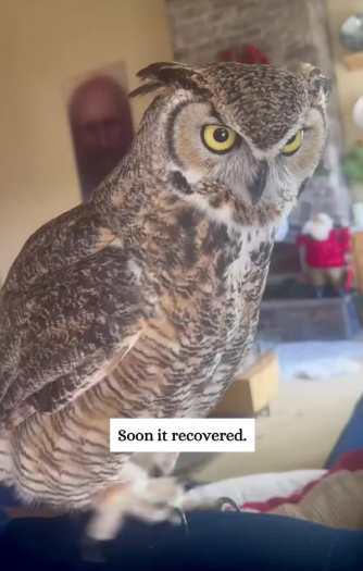 C2610030_An uncle rescues an injured owl, but owl bonded his niece……_part2