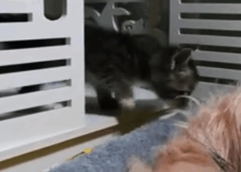 C2810001_Rescue Cat #rescue #rescueanimals #animals…_part2