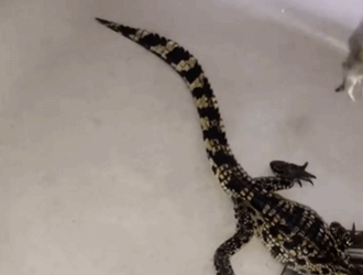 C2810002_Adorable baby crocodile was adopted by family_part2