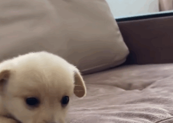 C2810003_excavator driver saved puppy life adopted it_part2