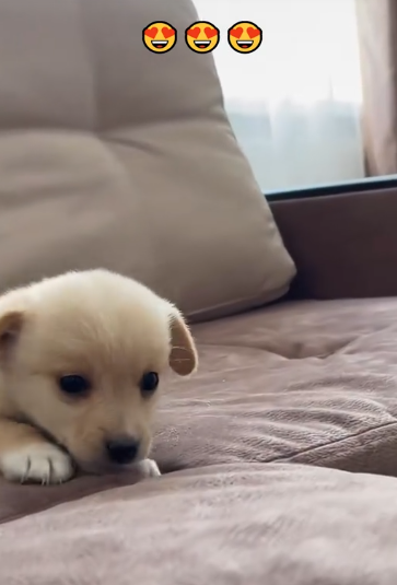 C2810003_excavator driver saved puppy life adopted it_part2