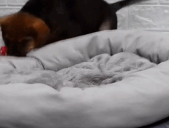 C2810005_Rescue poor puppy #rescue #rescuedog #re…_part2