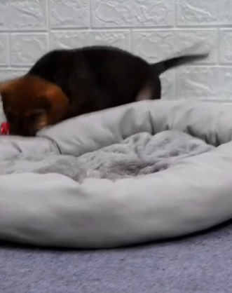 C2810005_Rescue poor puppy #rescue #rescuedog #re…_part2