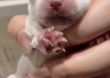 C0210028_Rescued newborn puppy on road raised it .#rescue #puppy #bi…_part2