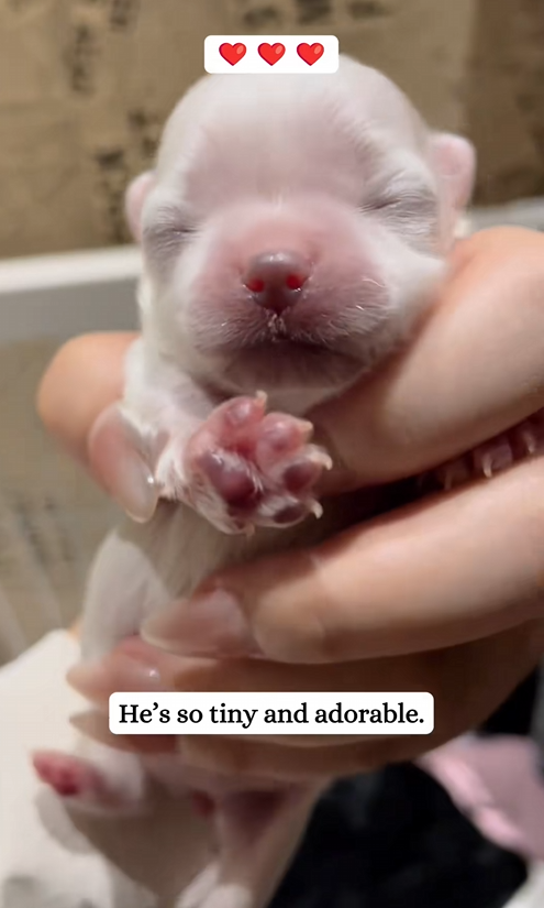 C0210028_Rescued newborn puppy on road raised it .#rescue #puppy #bi…_part2