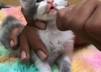 C2810006_Year after being rescued, cat changed into beautiful princess…_part2