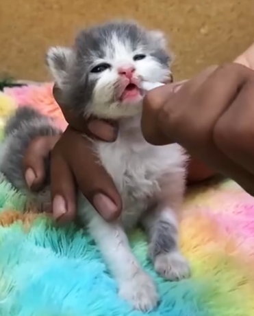 C2810006_Year after being rescued, cat changed into beautiful princess…_part2