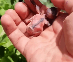 C2810007_man picked up tiny egg surprises kept happening_part2