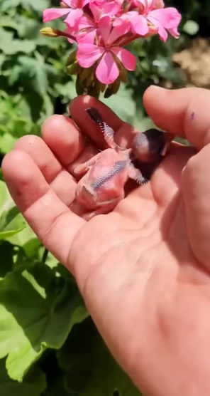 C2810007_man picked up tiny egg surprises kept happening_part2