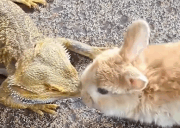 C2810008_family adopts newborn baby miracle happens_part2