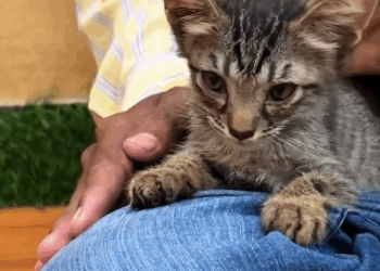 C2810009_Rescue kitten in front of heaven door_part2