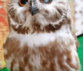 C2810010_family adopted baby owl had no mother_part2