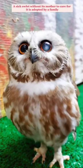 C2810010_family adopted baby owl had no mother_part2