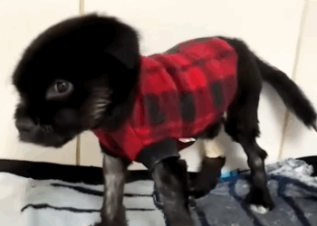 C2810011_Rescuing puppy at heaven door miracle has arrived_part2