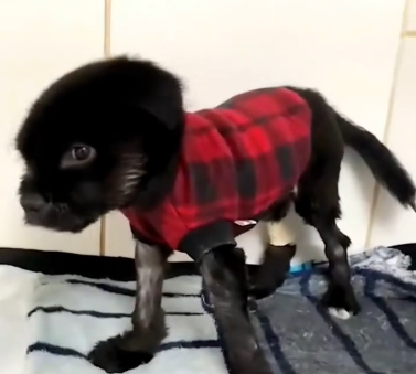 C2810011_Rescuing puppy at heaven door miracle has arrived_part2