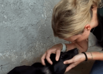 C2810012_Rescue poor dogs captured by evil people_part2