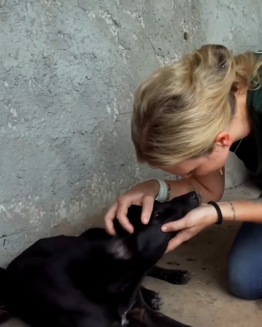 C2810012_Rescue poor dogs captured by evil people_part2