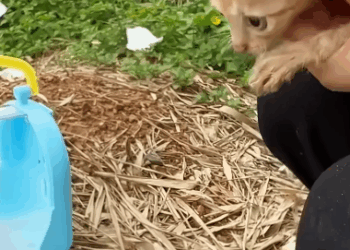 C2810014_dog determination courage saved child life_part2