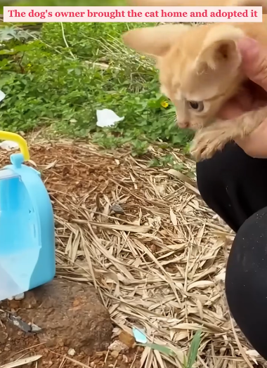 C2810014_dog determination courage saved child life_part2