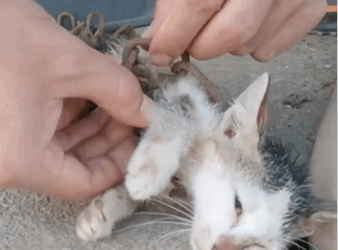 C2810015_Rescue Cat #rescue #rescueanimals #rescuecat #ca…_part2