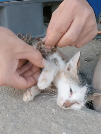 C2810015_Rescue Cat #rescue #rescueanimals #rescuecat #ca…_part2