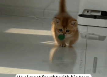 C0210029_We found two kittens on roadside day.#rescue #animal #fyp_part2