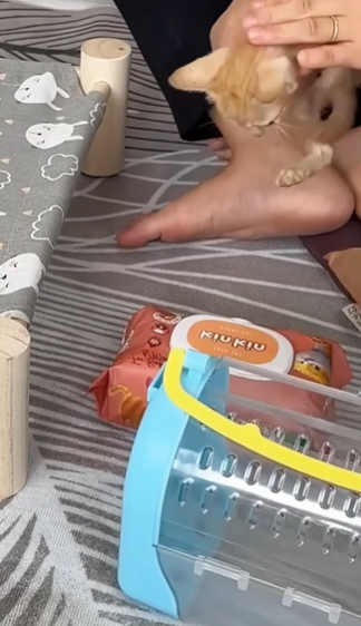 C2810016_Rescue Cat #rescue #rescuecat #rescueanimals…_part2