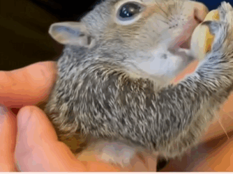 C2810017_baby squirrel fell its nest was adopted by family_part2