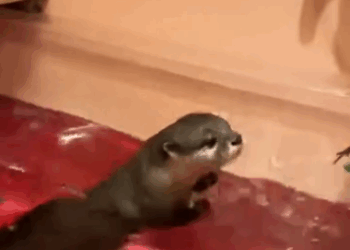 C2810018_newly born otter abandoned by its mother was adopted by girl in t…_part2