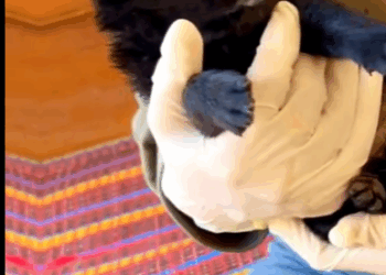 C2810019_Rescue Puppy #rescue #rescueanimals #dogs #d…_part2