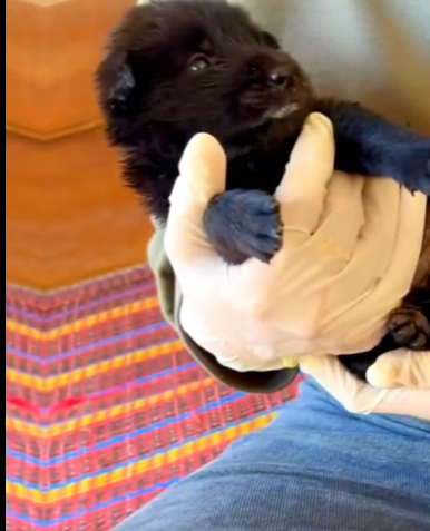 C2810019_Rescue Puppy #rescue #rescueanimals #dogs #d…_part2