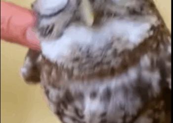 C2810020_Rescue owl #rescue #rescueanimals #animals…_part2