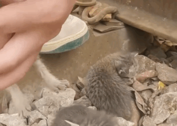 C2810021_Rescue Cat #rescue #rescuecat #rescueanimals #rescue…_part2