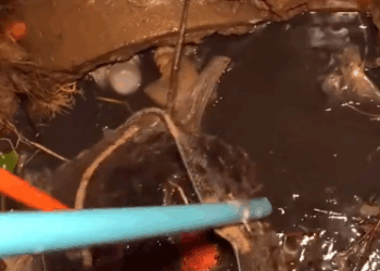 C2810022_Rescue Cat #rescue #rescueanimals #animals #re…_part2