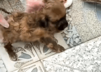 C2810024_Rescuing puppy landfill it seemed to have passed away but_part2