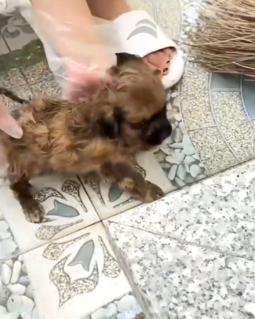 C2810024_Rescuing puppy landfill it seemed to have passed away but_part2