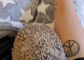 C2810025_Rescue hedgehog #rescue #rescueanimals_part2