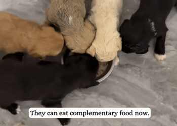 C0210030_Poor puppies.#rescue #fyp #animals_part2