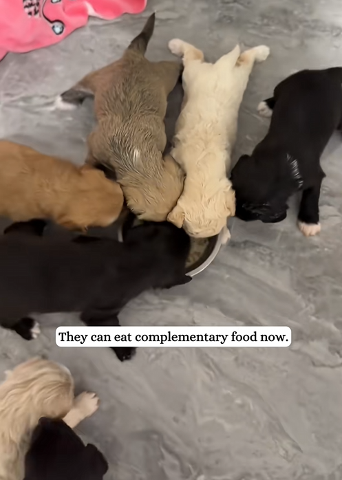 C0210030_Poor puppies.#rescue #fyp #animals_part2