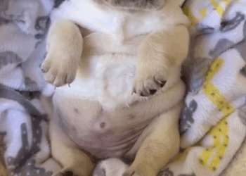 C2810026_Rescue puppies wandering on dangerous highways_part2