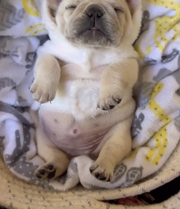 C2810026_Rescue puppies wandering on dangerous highways_part2